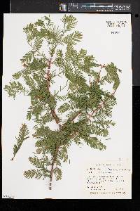 Metasequoia glyptostroboides image