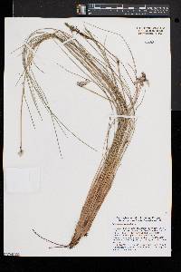 Eriophorum vaginatum image