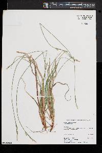 Carex communis var. communis image