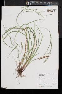 Carex debilis var. rudgei image