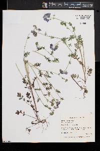 Phacelia bipinnatifida image