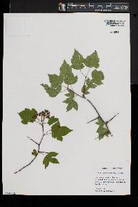 Crataegus phaenopyrum image