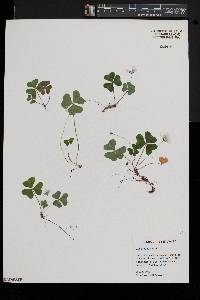 Oxalis montana image