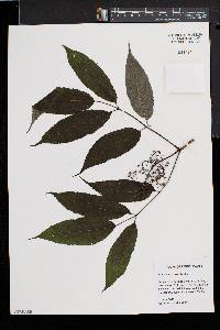 Sambucus racemosa subsp. racemosa image