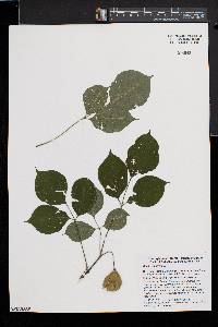 Staphylea trifolia image