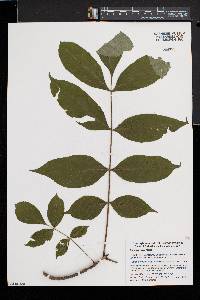 Fraxinus nigra image