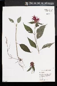 Monarda didyma image