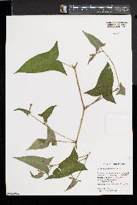 Persicaria arifolia image