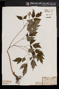 Actaea alba image