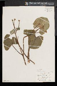 Caltha palustris image