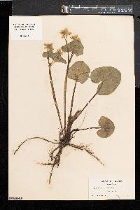 Caltha palustris image