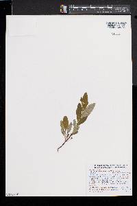 Prunus pumila image