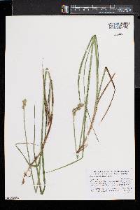 Carex cumulata image