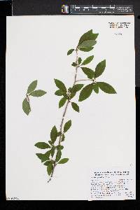 Ilex laevigata image