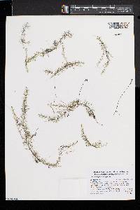 Utricularia geminiscapa image