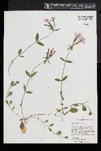 Phlox stolonifera image