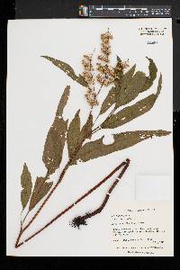 Rumex verticillatus image