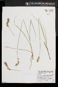 Carex argyrantha image