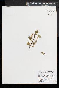 Prunus pumila var. susquehanae image