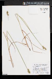 Carex cumulata image