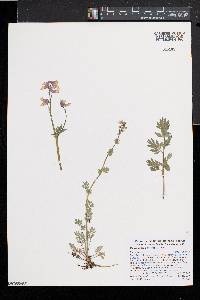 Capnoides sempervirens image