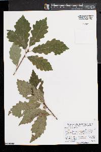 Quercus prinoides image