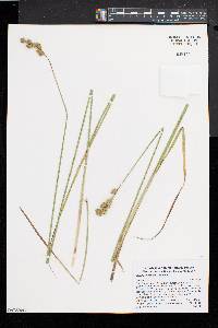 Carex argyrantha image