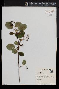 Amelanchier amabilis image