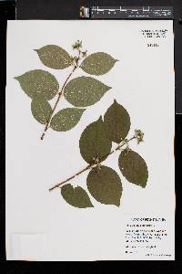 Philadelphus inodorus image