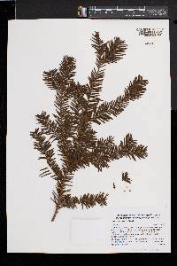 Taxus canadensis image