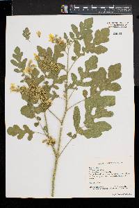 Solanum rostratum image