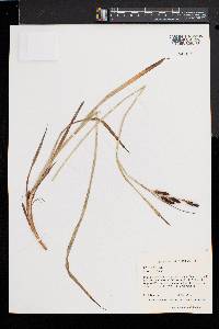 Carex shortiana image