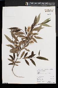 Salix serissima image