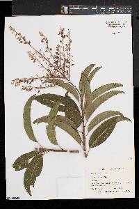 Oxydendrum arboreum image