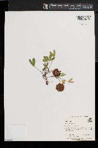 Trifolium virginicum image