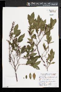 Leucothoe racemosa image