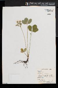 Fragaria vesca image