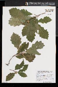 Quercus prinoides image