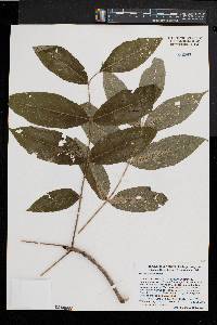 Fraxinus nigra image