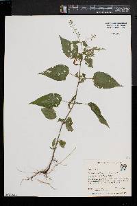 Circaea canadensis image