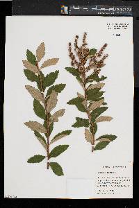 Spiraea tomentosa image