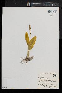 Liparis liliifolia image