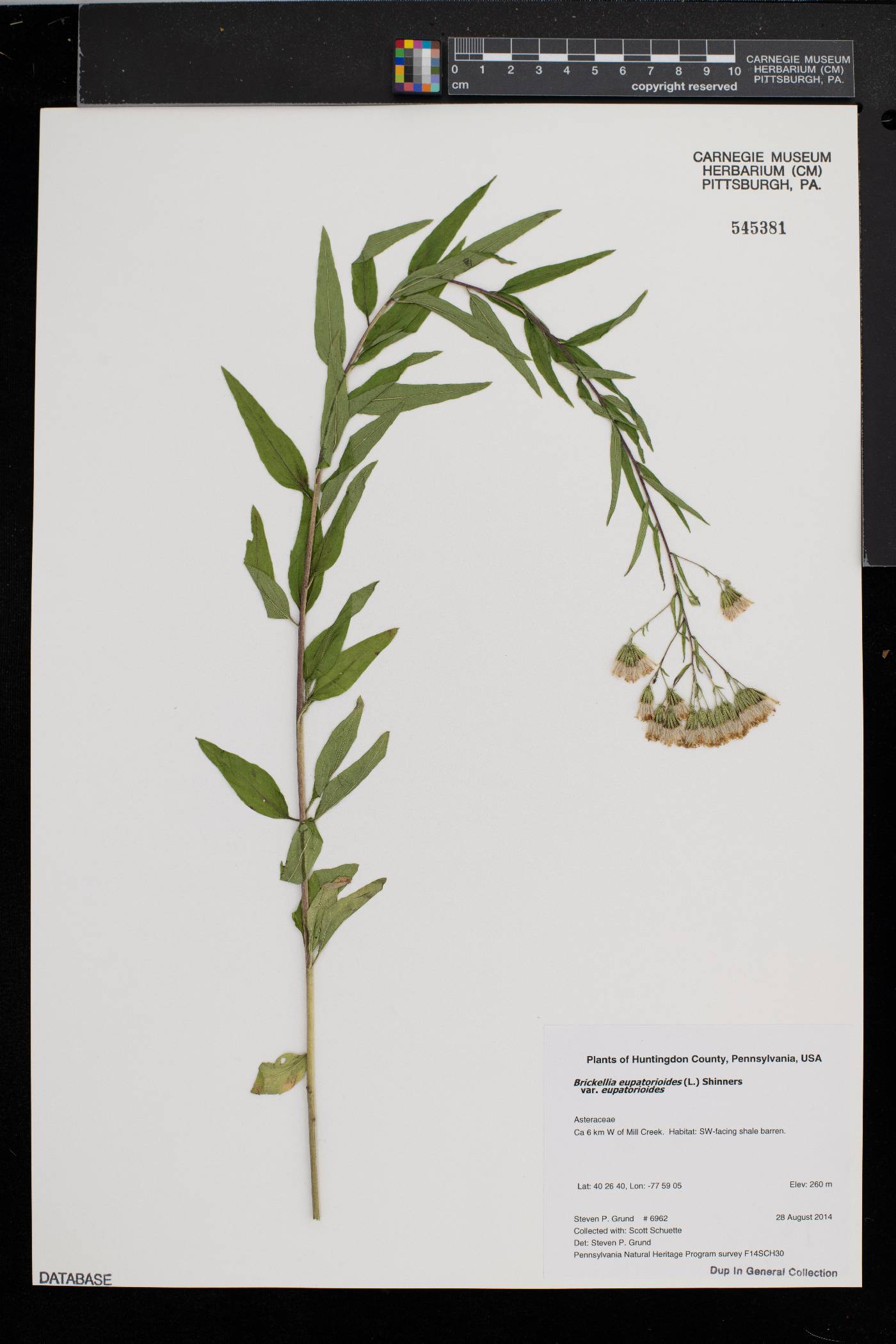 Brickellia eupatorioides var. eupatorioides image