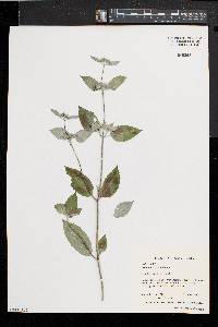 Pycnanthemum muticum image