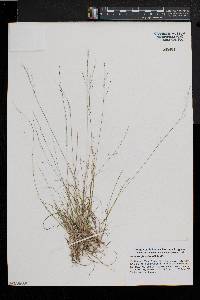 Muhlenbergia uniflora image