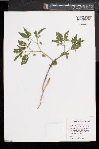 Physalis subglabrata image