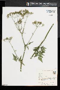 Anthriscus sylvestris image