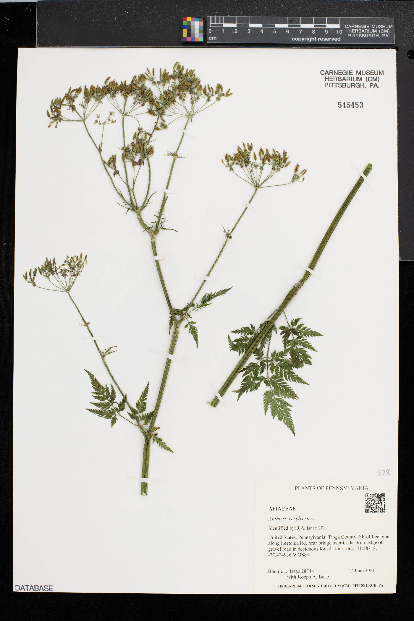 Anthriscus sylvestris image