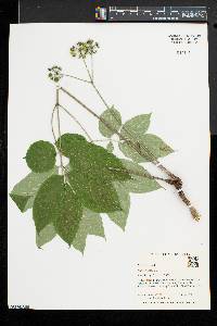 Aralia nudicaulis image