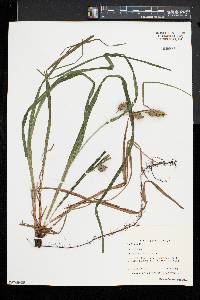 Carex typhina image